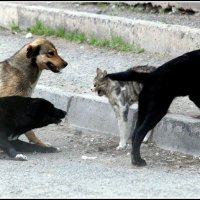 *** :: AVETIS GHAZANCHYAN