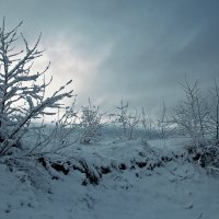 Зимние прогулки :: Мария Парамонова