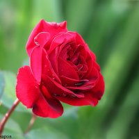 роза :: Laryan1 