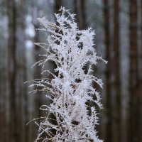 Заинеевший цветок в лесу. :: Анатолий Клепешнёв