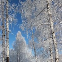 Берёзовая гжель. :: Наталья Юрова