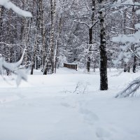 После снегопада :: Kirill Osin