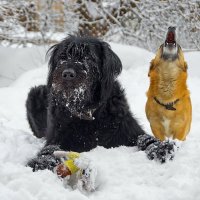 -УУУ,  Отдай игрушку собака! )) :: Ирэна Мазакина