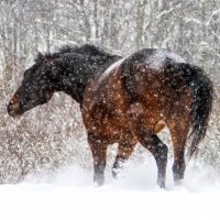 . :: Алевтина Ольховских