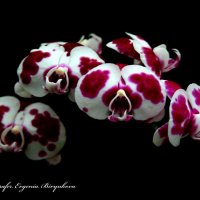 орхидея :: Evgenia Biryukova