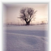 Одинокое деревце :: Ольга Ситникова