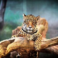 Leopard :: Григорий Малашин
