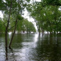 Наводнение :: Dr. Olver