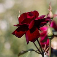Бордовая роза :: Ирина Татьяничева