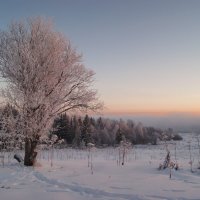 В морозном кружеве :: Наталья Гжельская