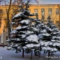 Зима в Гомеле :: Евгений Лимонтов