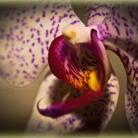Орхидея :: Александр Пахомов