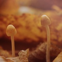 грибы :: Светлана Музыченко