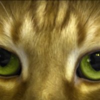 Cat's eyes :: Олег Ионичев