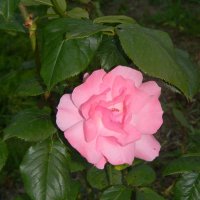 роза :: Надежда Пономарева (Молчанова)