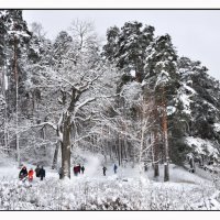 Новогодняя прогулка :: Диана Задворкина