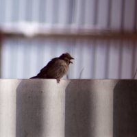 Angry Bird :: Максим Вакорин