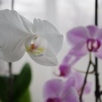 Орхидея :: Диана Проценко