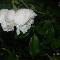 белые розы :: Надежда Пономарева (Молчанова)
