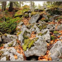 Осень в лесу :: Наталья Аракчеева