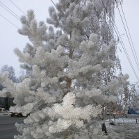 Словно в серебре... :: Алёна Савина