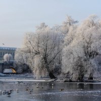 Зимнее :: Алёнка Шапран