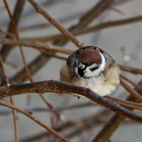 - Замерз, блин! :: Ирина Приходько