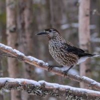 Кедровка :: Анатолий 