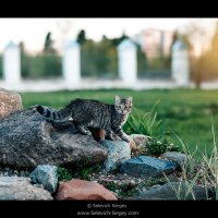 Кошка на прогулке :: Сергей Селевич
