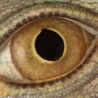 reptile eye :: Алексей Петров