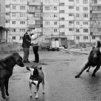 Когда в хозяевах согласья нет.... :: Margarita Shrayner