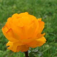 Trollius asiaticus :: Сергей Глушко