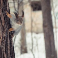 Бельчонок вышел на охоту :: Николай Писецкий