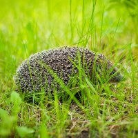 hedgehog :: Александр Баданов