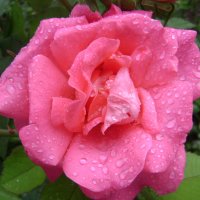 Роза после дождя :: Анатолий 