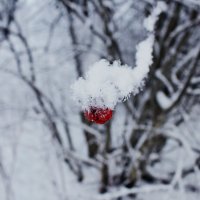 зима :: Ирина Ерохина
