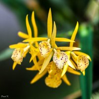 Orchid :: Павел Хохлов