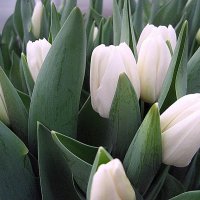 Белые тюльпаны :: laana laadas