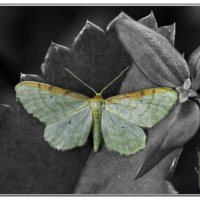 Бабочка :: Фарит 