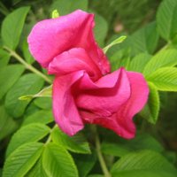 Rosa rugosa / Шиповник морщинистый :: laana laadas