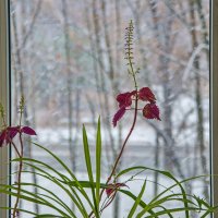 Снегопад за окном :: Юрий Муханов