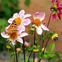 Цветы и бабочка :: Alexander Andronik