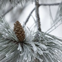 Шишка :: Антон Скоморохов