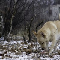 Прием пищи :: Nel lur