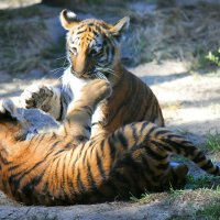 Амурские тигры :: Ольга Головина