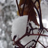 snow :: Ольга Савич