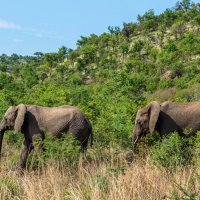 Слоны. Pilanesberg national park. ЮАР :: Ирина Кеннинг