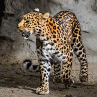 Леопард :: Nn semonov_nn