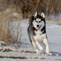 Хан...9 месяцев. :: Елена Elena