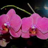 орхидея :: Олег Васильков